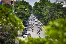 Hanoi por aumentar cobertura de árboles en zonas urbanas