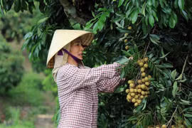 Longan de Son La será servido en vuelos de Vietnam Airlines