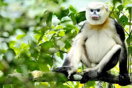 Trabajan por conservación sostenible de los primates endémicos de Vietnam