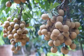 Inauguran Festival de Longan 2022 en provincia vietnamita de Hung Yen