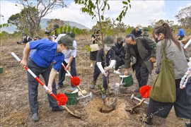 Cultivan más de mil árboles verdes en provincia centrovietnamita