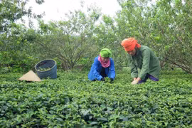 BM: Impresiona la tasa de reducción de pobreza en Vietnam en últimos 10 años