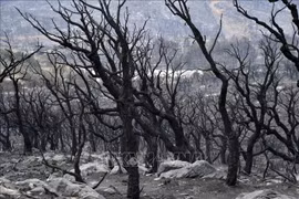 Vietnam expresa condolencias a Argelia por graves incendios forestales
