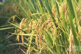 Vietnam busca asistencia de organización internacional para desarrollo agrícola 