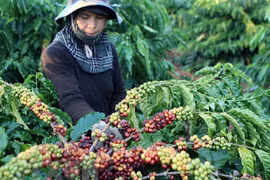 Vietnam por incrementar exportaciones a Argelia