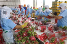 Provincias vietnamitas recurren al comercio electrónico para vender productos agrícolas