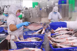 Pescado Tra, rubro de exportación con mayor crecimiento