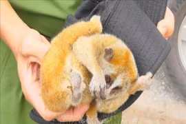 Provincia vietnamita empeñada en preservar loris en peligro de extinción