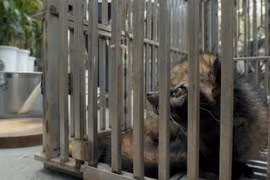 Película vietnamita alerta riesgos de epidemia por consumo de animales silvestres