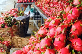 Promueven exportación de pitahaya vietnamita a Australia y Nueva Zelanda