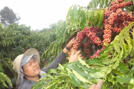 Vietnam y Alemania por impulsar nexos en comercio de café