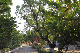 Entregan árboles para reverdecer distrito insular vietnamita de Truong Sa