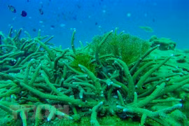 Países de Mares de Asia oriental mantienen océanos limpios de plásticos