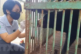 Trasladan oso malayo al centro de rescate en provincia de Binh Phuoc