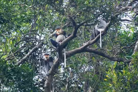 Provincia vietnamita de Quang Nam extenderá hábitat de especie amenazada 