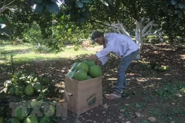 Pomelo fresco de Ba Ria - Vung Tau se exportará a mercado estadounidense 