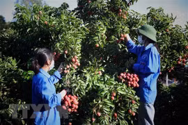 Facilitan la compra de comerciantes chinos de lichi en Bac Giang