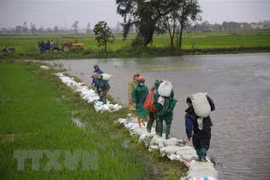 Premier vietnamita insta a superar pérdidas causadas por inundaciones