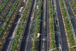 Hanoi promueve producción agrícola de alta tecnología