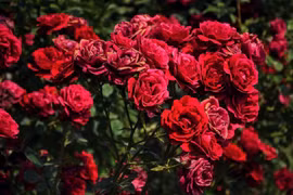 Se disparan precios de rosas Da Lat en ocasión del Día de San Valentín