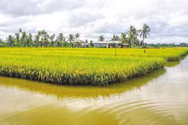 Vietnam dedicará 200 mil hectáreas para cultivo de camarón-arroz en 2022