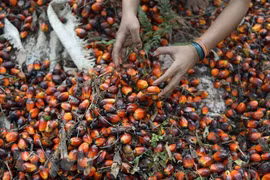 Indonesia extiende exención del impuesto a exportación de aceite de palma hasta finales de octubre