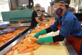 Lotes de 600 toneladas marcan inicio de exportación de zanahorias de provincia vietnamita