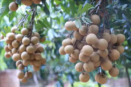 Provincia vietnamita exporta primer lote de longan fresco a Australia