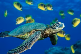 Restauran población de tortugas en peligro de extinción en Vietnam