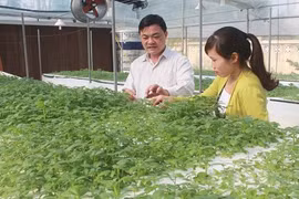 Provincia de Bac Giang promueve transferencia de tecnología en producción agrícola