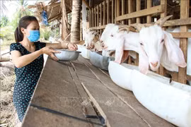 Provincia vietnamita de Ben Tre se adapta al cambio climático