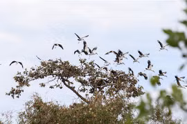 Picotenazas asiáticos raros migran al parque vietnamita de Lo Go - Xa Mat