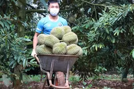 Efectuarán el primer Festival de Durián en localidad vietnamita 