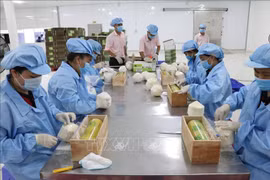 Respaldan a empresas vietnamita a exportar productos al mercado alemán