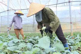 Vietnam logra grandes avances en reducción de la pobreza