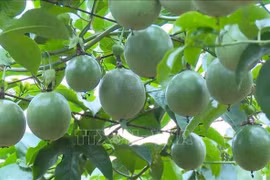 Vietnam exporta a partir de este mes sus maracuyás a China