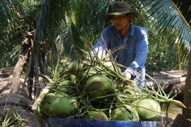 Provincia vietnamita expande el cultivo de coco orgánico