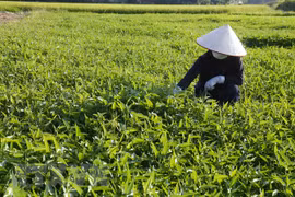Dos ejemplos de cooperativas de seguridad alimentaria típicas de Hanoi