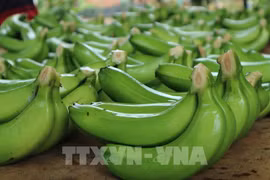 Oportunidades para exportación de banana vietnamita al mercado chino