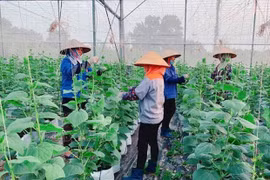 Apoyan a los agricultores de la provincia de Bac Ninh en producción agrícola