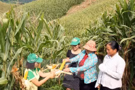 Avanza Vietnam en garantía de seguridad social y reducción de pobreza