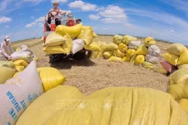 Unión Europea sigue siendo mercado potencial para la exportación arrocera de Vietnam