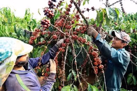  Vietnam proyecta desarrollar industria cafetera con sostenibilidad