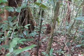 Liberan en Vietnam a pangolín malayo a hábitat natural