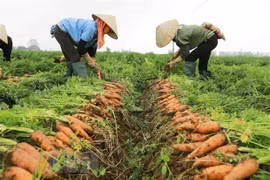Provincia vietnamita organizará el primer festival de zanahorias