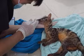 Rescatan en provincia vietnamita animales en peligro de extinción 