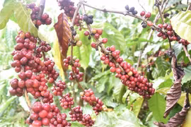 UKVFTA apoya expansión de sector cafetero vietnamita en mercado de Reino Unido