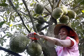 Impulsan la exportación de durián de Vietnam 