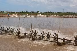 Provincia vietnamita de Bac Lieu otorgará códigos de producción para camaroneras