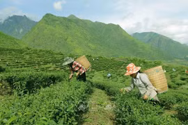 Vietnam por impulsar desarrollo socioeconómico en zonas montañosas y pobladas por etnias